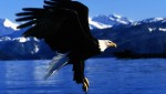 eagle-landing-alaska